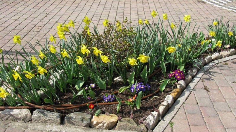Нарциссы с маргаритками на клумбе