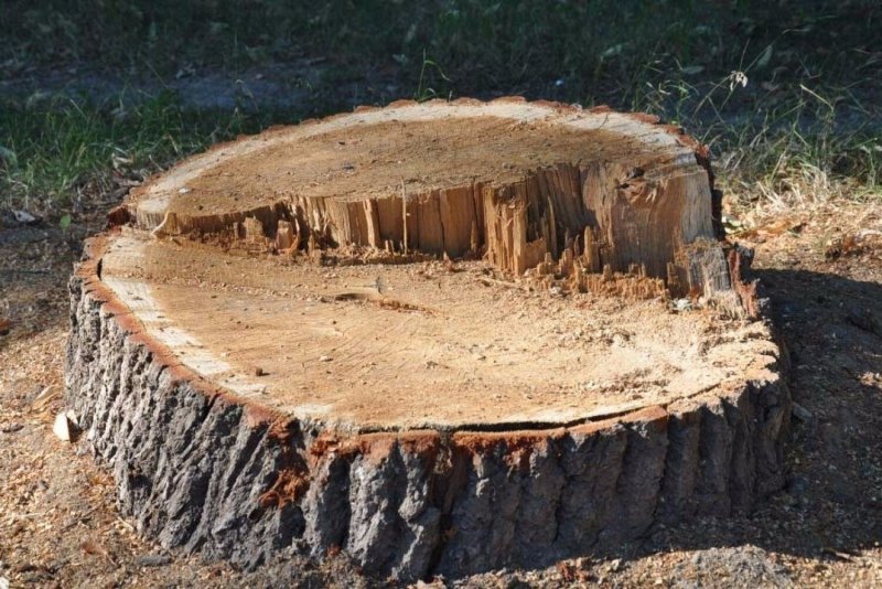 Корявый пень