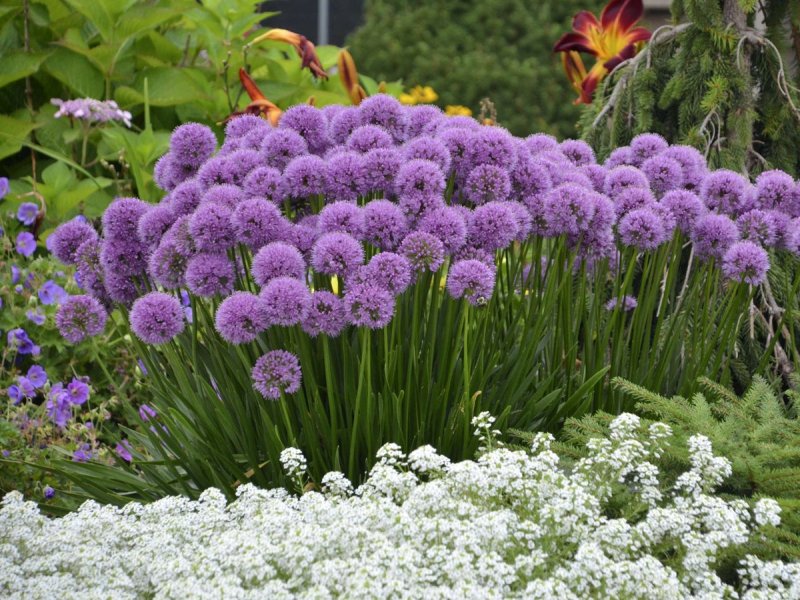 Allium Roseum лук декоративный Розеум
