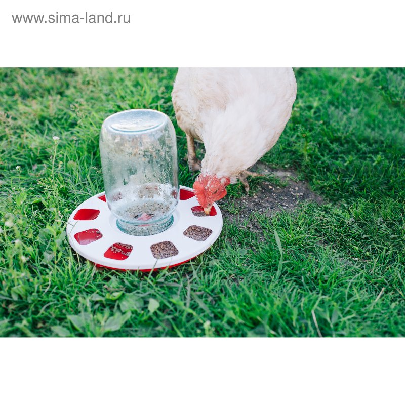 Поилка для цыплят