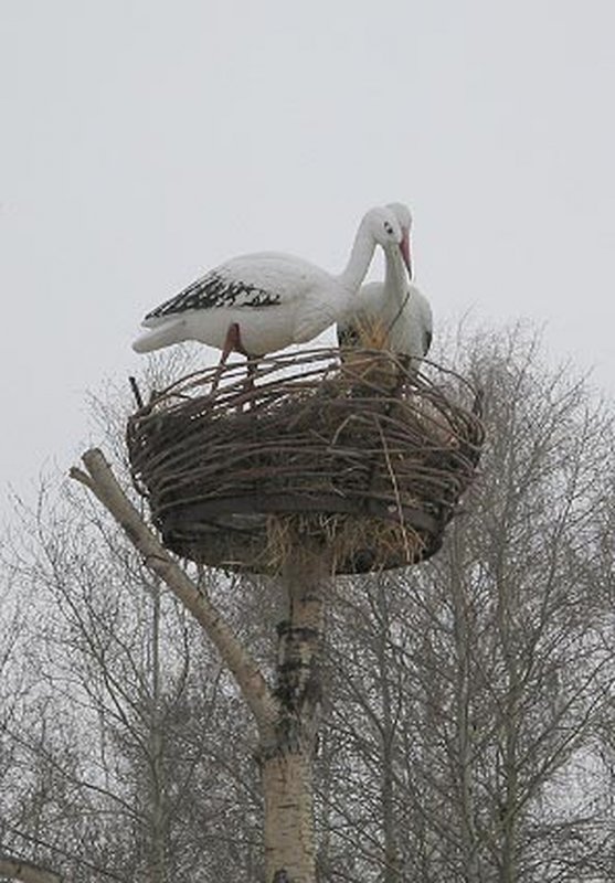 Самое большое гнездо аиста