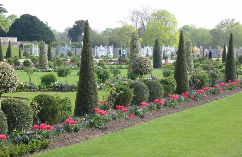 Самшит Buxus