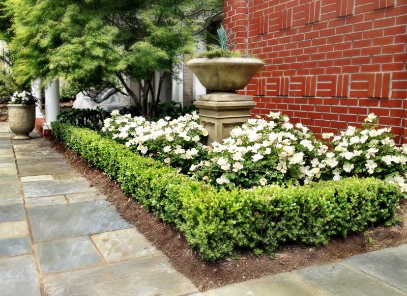 Buxus Hydrangea