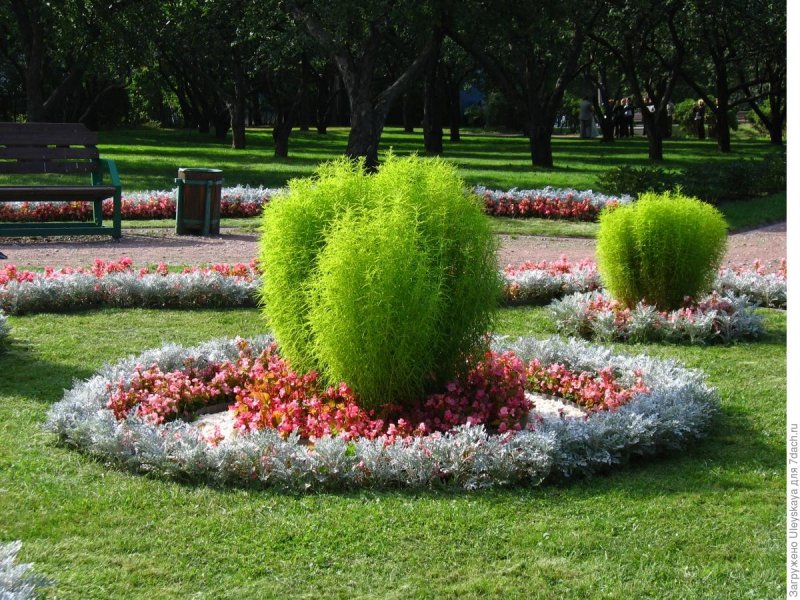 Кохия веничная летний Кипарис
