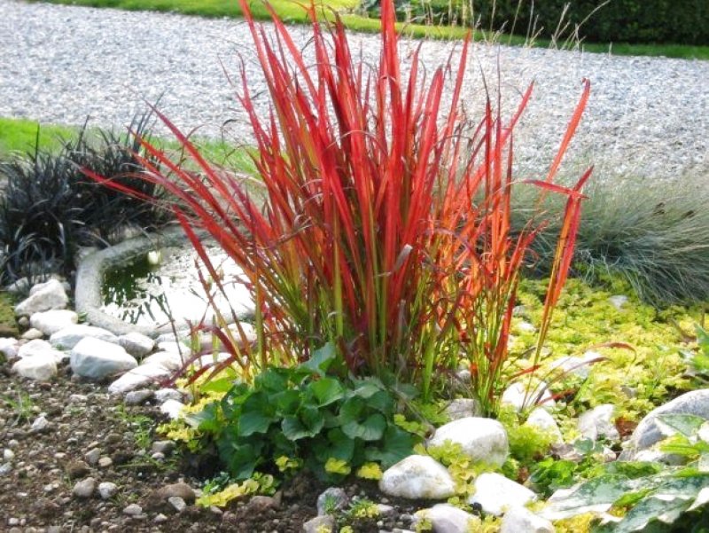 Императа цилиндрическая (Imperata cylindrica 'Red Baron')