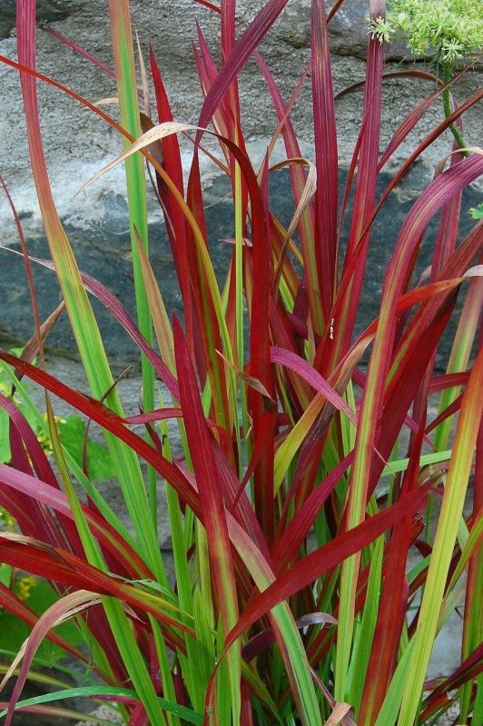 Императа цилиндрическая (Imperata cylindrica )