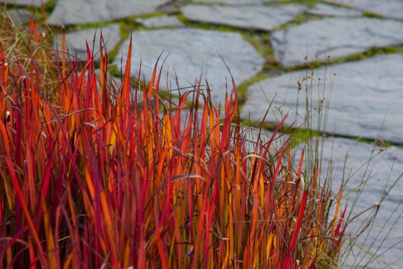 Императа цилиндрическая (Imperata cylindrica 'Red Baron')