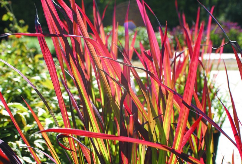 Императа цилиндрическая (Imperata cylindrica 'Red Baron')
