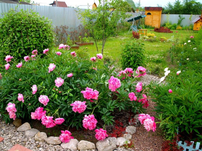 Красивая клумба из пионов