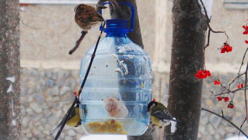 Зимняя кормушка для птиц из пластиковой бутылки