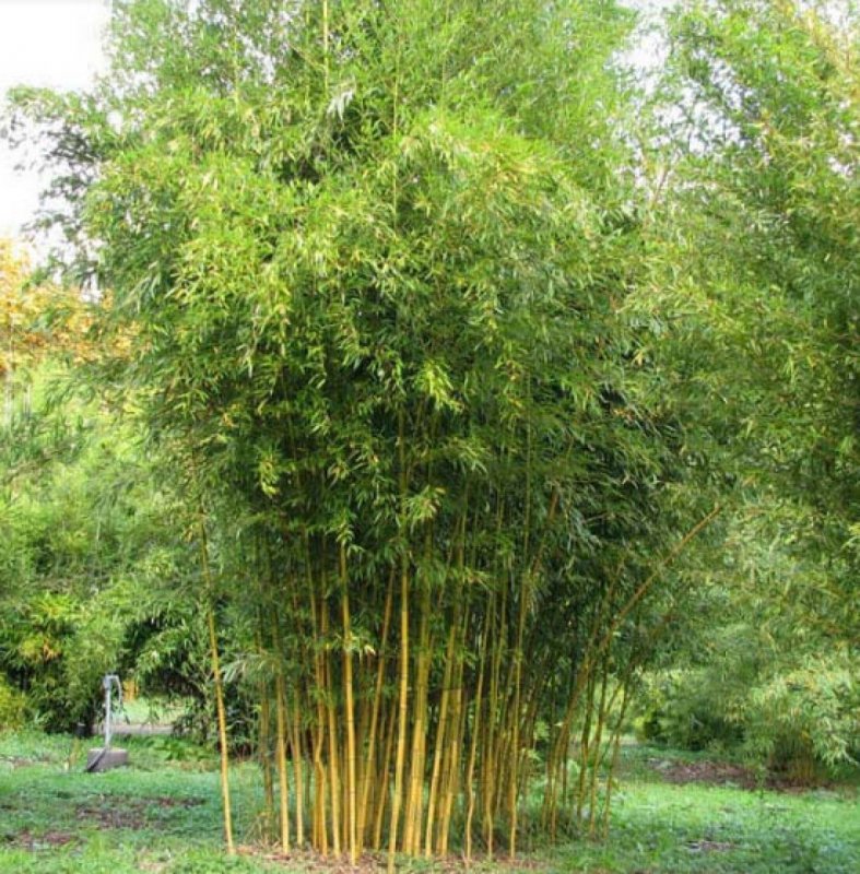 Phyllostachys aureosulcata