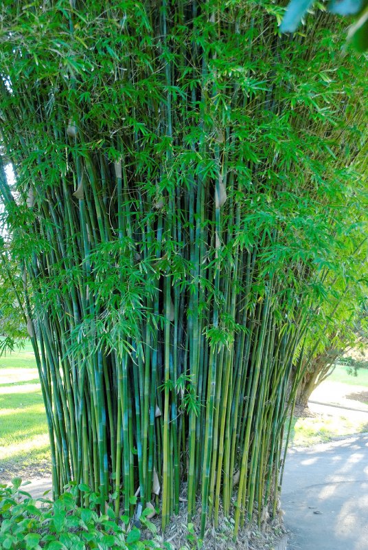 Bambusa textilis