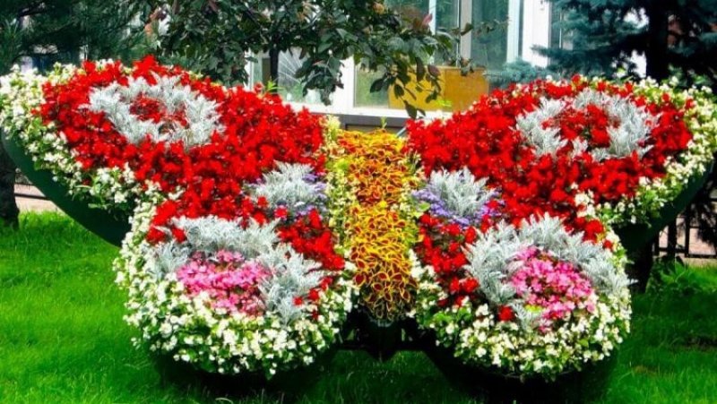 Розы Гранди клумбы