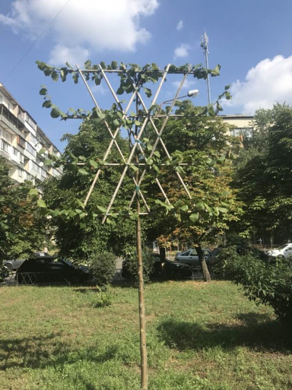 Липа шпалера