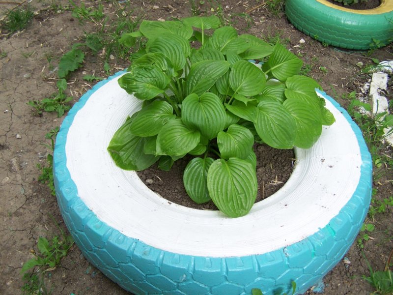 Клумба из шины для хосты