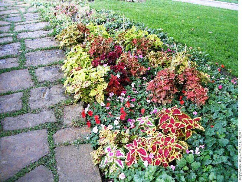 Колеус церинария