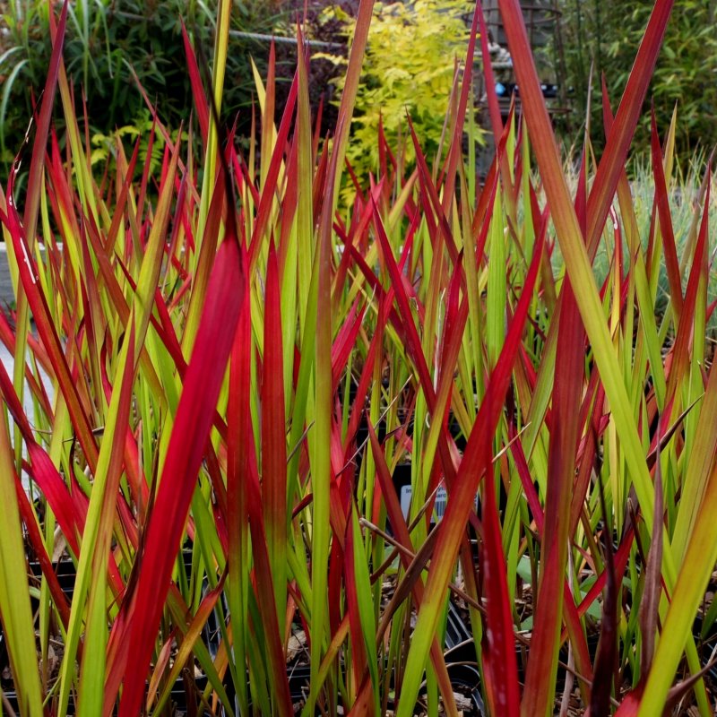 Императа цилиндрическая (Imperata cylindrica 'Red Baron')