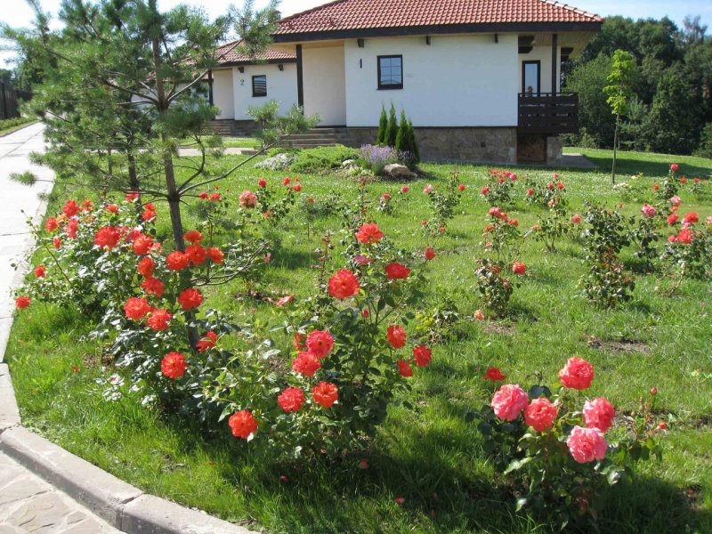 Розарии на дачном участке в Подмосковье
