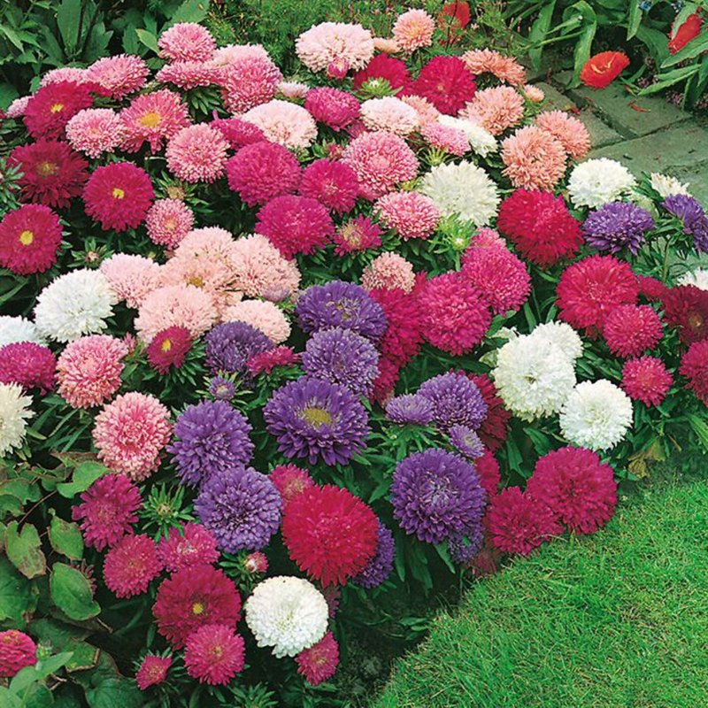 Астра китайская (Callistephus chinensis) pompon Mixed