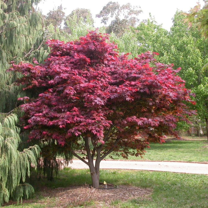 Клен дланевидный Atropurpureum