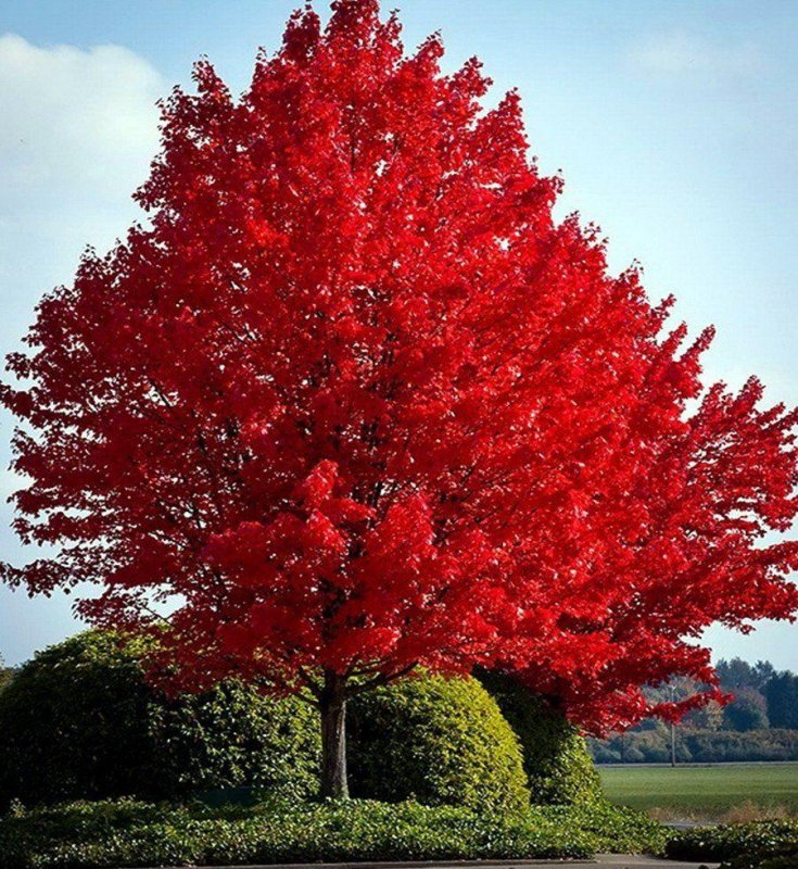Клен Фримана autumn Blaze