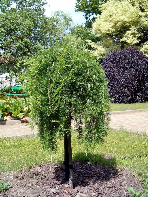 Лиственница европейская Пендула (Larix decidua pendula)