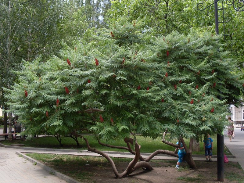 Береза повислая Юнги Betula pendula Youngii