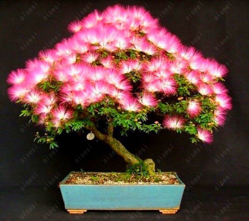 Albizia julibrissin бонсай