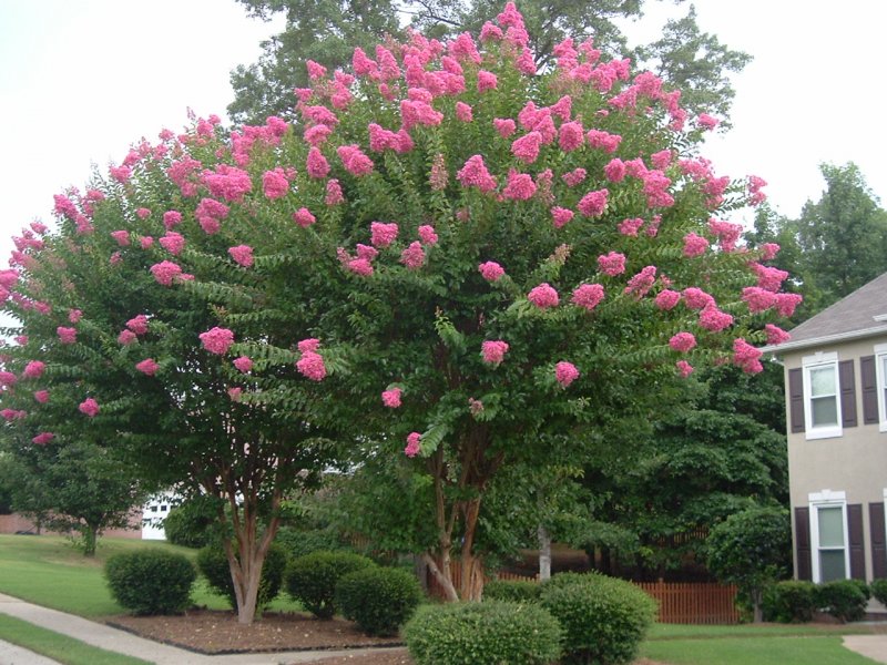 Лагерстремия Pink Crape Myrtle