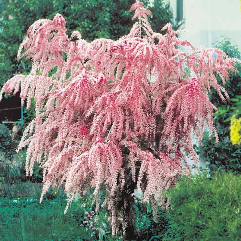 Тамарикс ramosissima