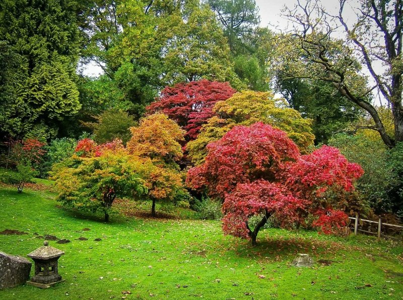 Клен японский веерный Acer palmatum