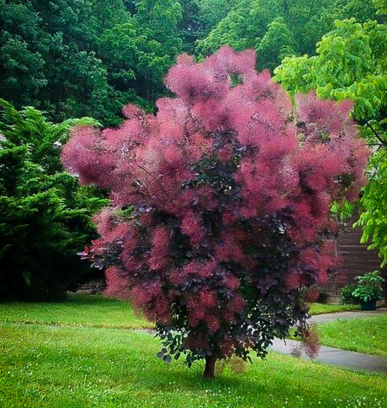 Acer palmatum 'Crimson Queen'