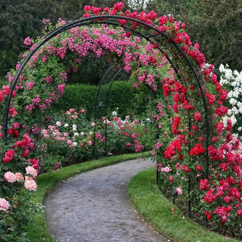 Rose Garden. Розарий.
