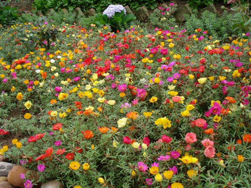 Портулак Garden Star