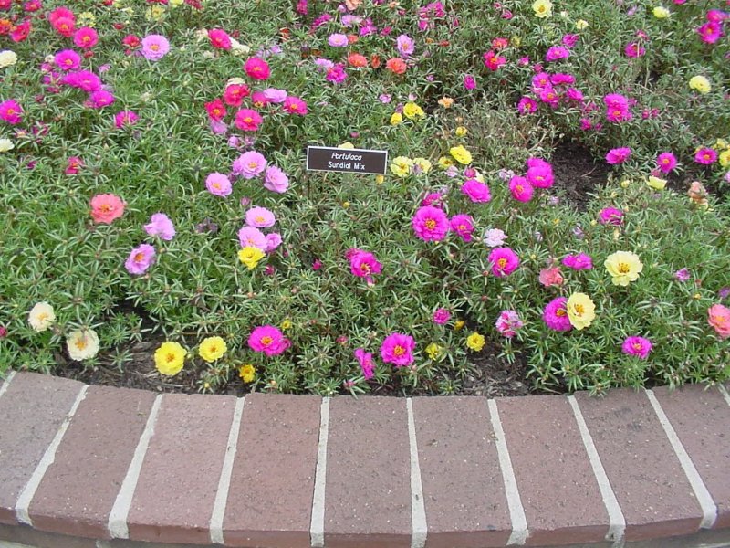 Портулак Garden Star