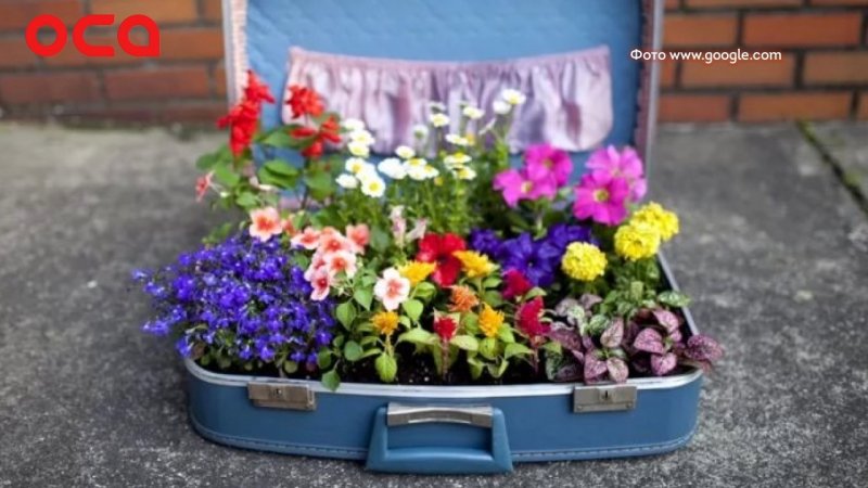 Клуба из старого чемодана