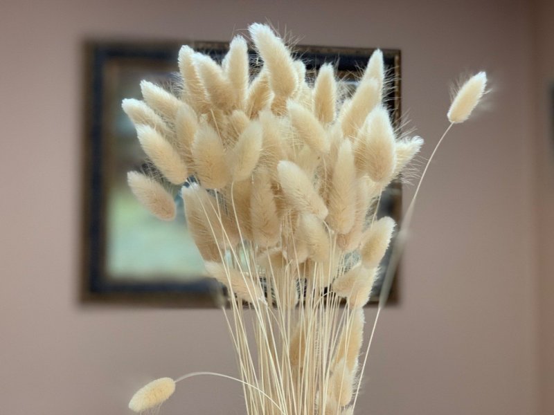 Lagurus ovatus зайцехвост