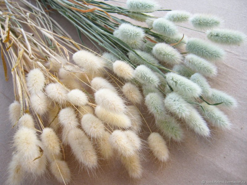 Lagurus ovatus зайцехвост