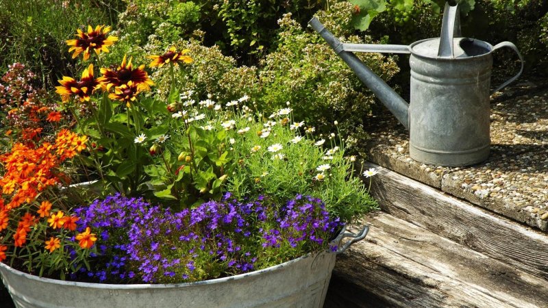 Garten Küche цветок