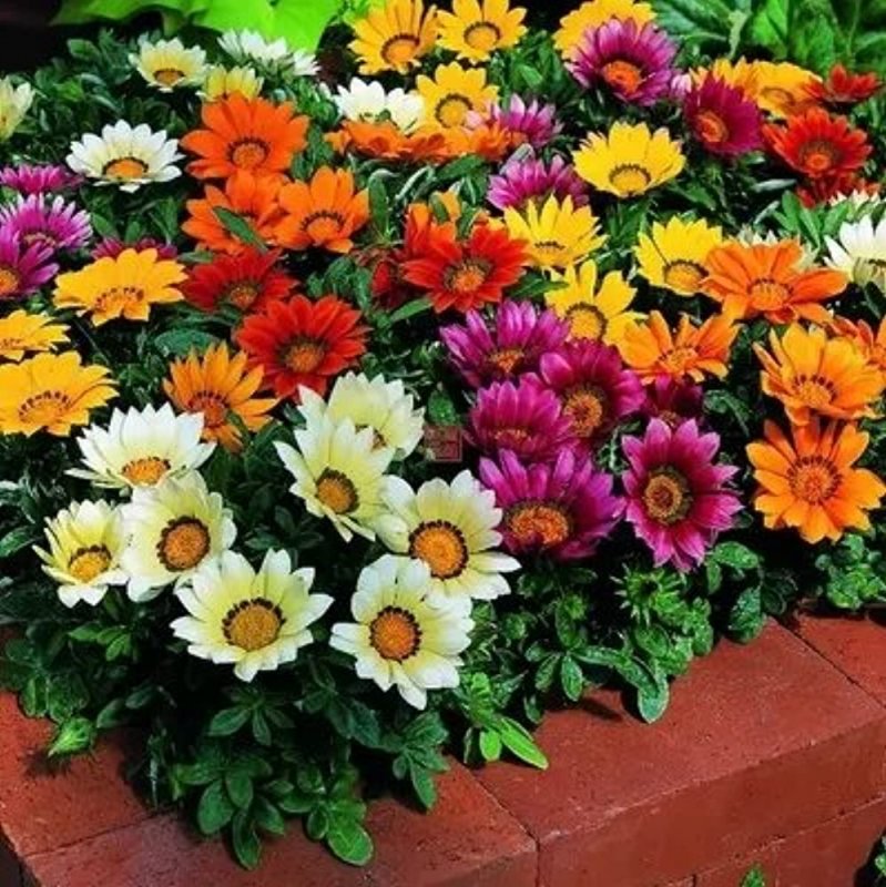 Цветы для клумбы летники