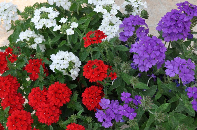 Георгины Dahlia Mix
