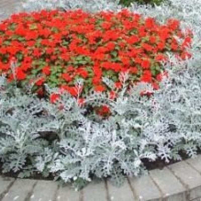 Цинерария Приморская