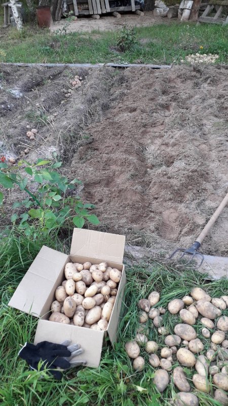 Грядки для картошки на даче