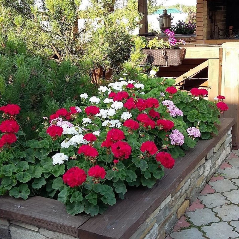 Герань на рабатках