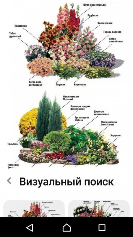 Схема миксбордера непрерывного цветения