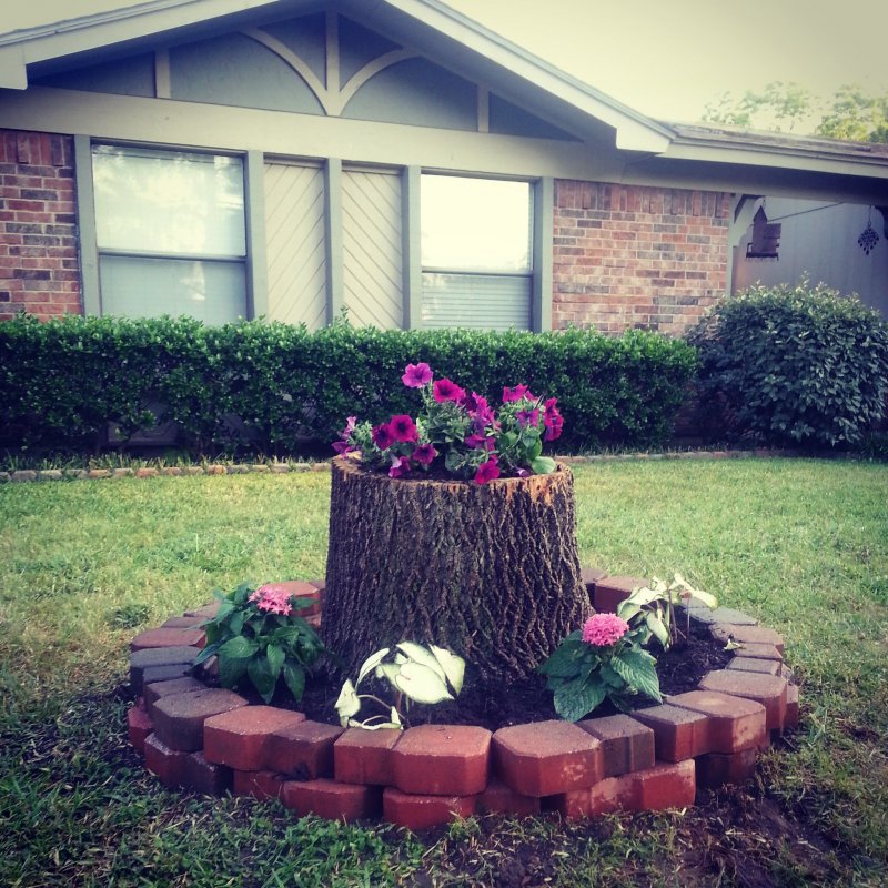 Stump ideas for Landscape