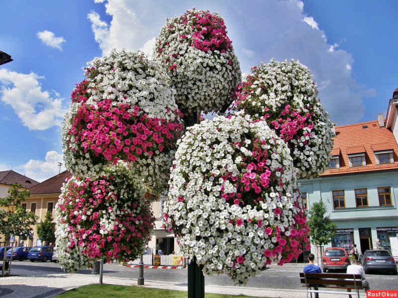 Арка для петунии