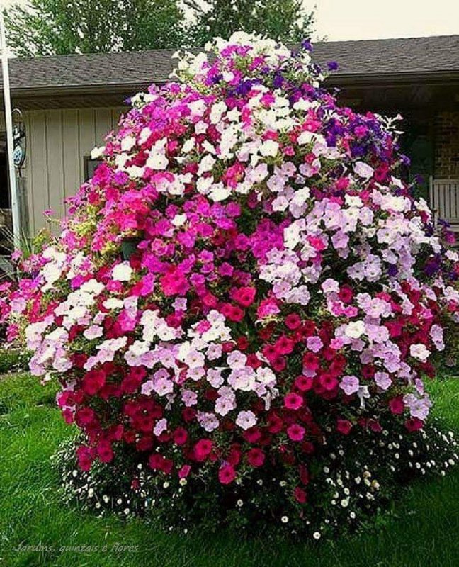 Клумба из старого ведра