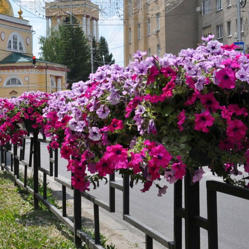 Подставки для ампельных петуний