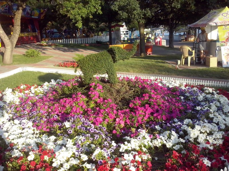 Петуния каскадная на клумбе